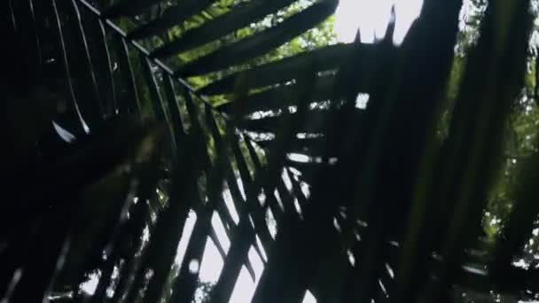 朝森の木の枝にたむろするサルの群れ — ストック動画