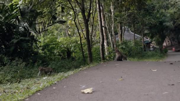 Bir Kâşif Çalılarla Dolu Bir Ormanda Yürüyüş Yaparken Merdivenlerden Iner — Stok video