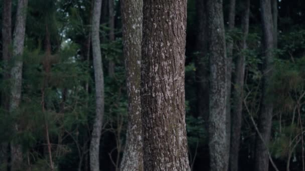 Uomo Asiatico Cammina Davanti Grande Albero Torreggiante Una Foresta Mattina — Video Stock