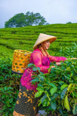 Bir çay yaprağı çiftçisi çay tarlasının ortasında bambu sepeti ve şapka giyerken çay yaprağı topluyor.