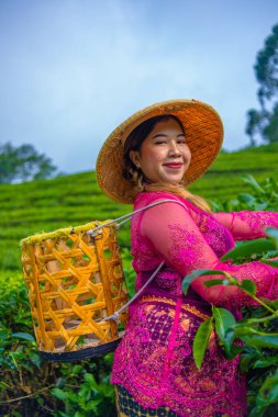 Bir çay yaprağı çiftçisi çay tarlasının ortasında bambu sepeti ve şapka giyerken çay yaprağı topluyor.
