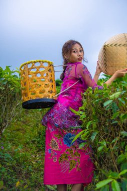 Vietnamlı bir kız elinde bambu sepeti, elinde bambu şapkasıyla çay bahçesinin ortasında duruyor.