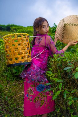 Vietnamlı bir kız elinde bambu sepeti, elinde bambu şapkasıyla çay bahçesinin ortasında duruyor.