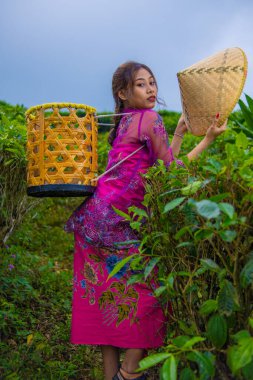 Vietnamlı bir kız elinde bambu sepeti, elinde bambu şapkasıyla çay bahçesinin ortasında duruyor.