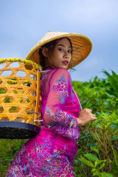 ピンクの服を着たアジアの農民が 朝に茶のプランテーションで 竹のバスケットを持って — ストック写真
