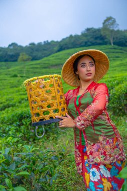 Sabahın erken saatlerinde elinde bambu sepetiyle poz veren bir çay yaprağı çiftçisi.