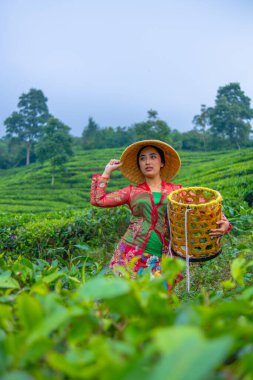 Bir çay yaprağı çiftçisi sabah elinde bir sepet tutarken çay bahçesinin manzarasının keyfini çıkarıyor.