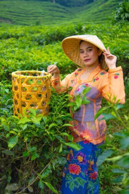 Sabahın erken saatlerinde elinde sepet ve bambu şapkayla çay bahçeleri arasında poz veren bir toplayıcı.