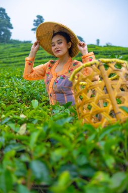Sabahın erken saatlerinde elinde sepet ve bambu şapkayla çay bahçeleri arasında poz veren bir toplayıcı.