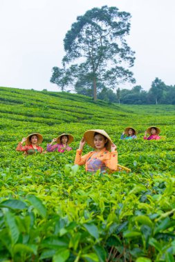 Bir grup çay toplayıcısı gün içinde bir çay bahçesinin ortasında dikiliyorlar.