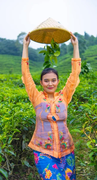 Asyalı bir çiftçi gün içinde bambu sepetinden yere çay yaprakları atar.