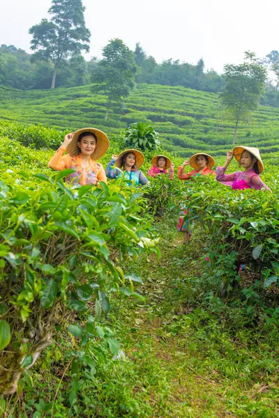a group of tea garden farmers harvesting tea leaves with their friends in the morning