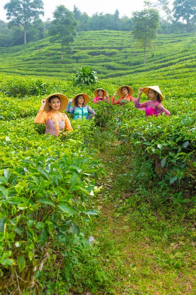 a group of tea garden farmers harvesting tea leaves with their friends in the morning