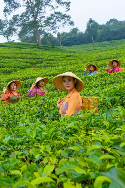 a group of tea pickers standing in the middle of a tea garden at work during the day
