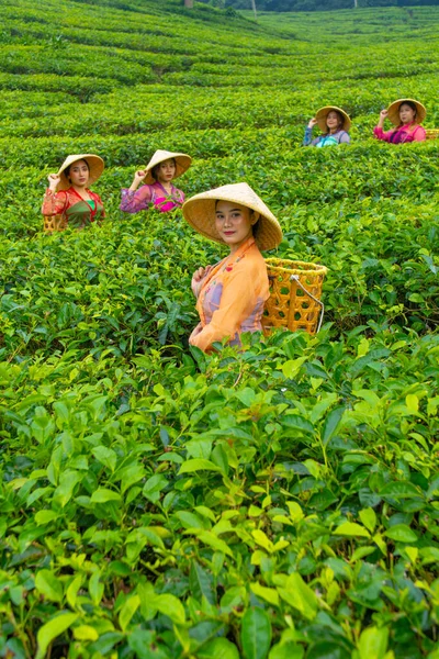 Группа Сборщиков Чая Стоящих Середине Чайного Сада Работе Течение Дня — стоковое фото