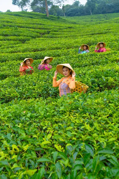 Bir Grup Çay Toplayıcısı Gün Içinde Bir Çay Bahçesinin Ortasında — Stok fotoğraf