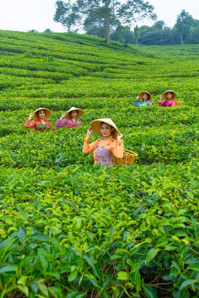 a group of tea pickers standing in the middle of a tea garden at work during the day
