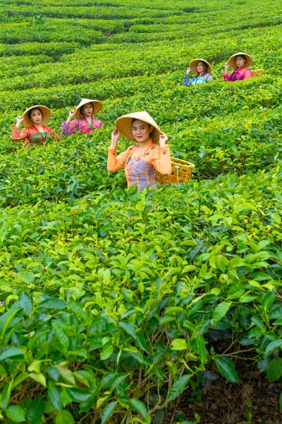 Group Tea Pickers Standing Middle Tea Garden Work Day — Stock Photo, Image