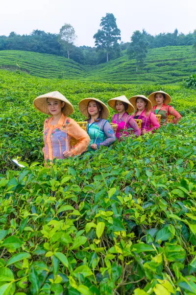 Group Tea Garden Farmers Marching Amidst Green Tea Leaves Afternoon — Stock Photo, Image