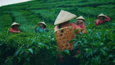 Şapkalı ve kebaya çay toplayan kadın bir çiftçinin arkadan görünüşü. Arka planda, onun kadın çiftçi takımı dik, yeşil çiftlik yamacında çalışıyor. El kitabı, geleneksel iş gücü.