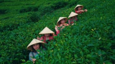 Geleneksel kebaya ve bambu şapkalı dört Endonezyalı kadının geniş bir çay tarlasında taze yapraklar toplarken çapraz sırada durdukları yüksek açılı görüntüsü..