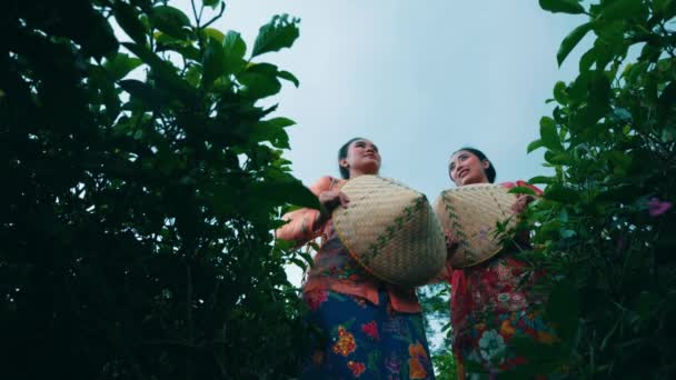 Grupo Agricultores Jardim Chá Está Descansando Depois Terminar Trabalho Meio — Vídeo de Stock