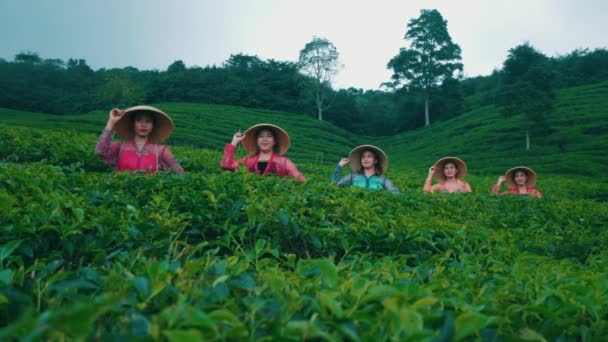 Grupo Catadores Folhas Chá Está Fazendo Uma Pausa Enquanto Sente — Vídeo de Stock