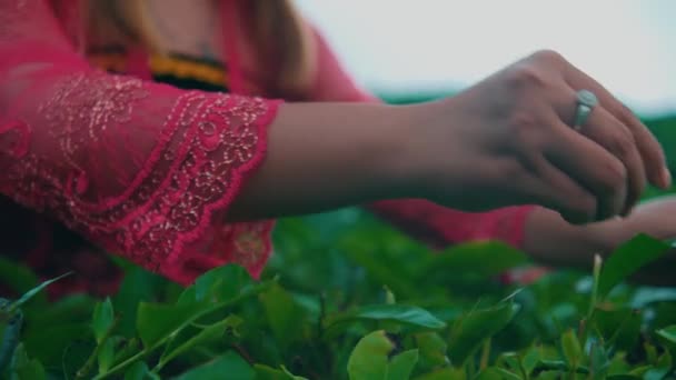 Tea Garden Farmer Harvesting Green Tea Leaves Middle Tea Garden — Stock Video