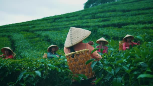 Группа Сборщиков Чая Работает Вместе Своими Друзьями Собрать Чайные Сады — стоковое видео
