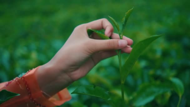 朝の茶園で緑茶の葉を選ぶ女性の手の詳細 — ストック動画