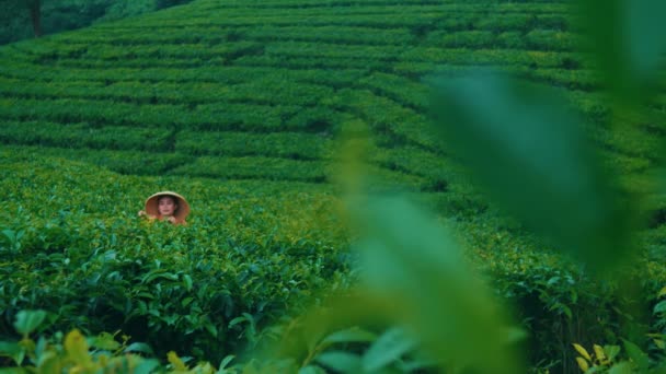 Fazendeiro Jardim Chá Está Plantando Sementes Folhas Chá Meio Uma — Vídeo de Stock