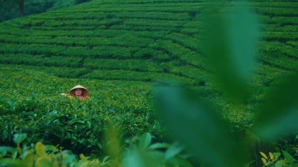 Tea Garden Farmer Planting Tea Leaf Seeds Middle Green Tea — Stock Video
