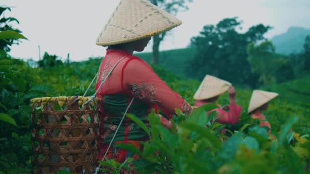 Grupa Azjatyckich Kobiet Zbiera Liście Herbaty Swoimi Przyjaciółmi Bardzo Radośnie — Wideo stockowe