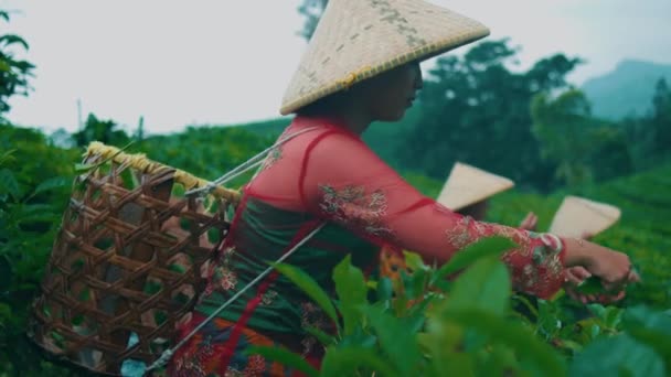 Grupa Zbieraczy Herbaty Ogród Współpracuje Przyjaciółmi Aby Wybrać Ogrody Herbaty — Wideo stockowe