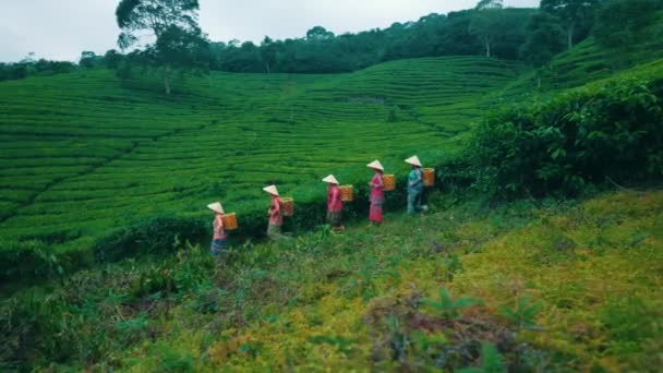 Skupina Farmářů Čajové Zahrady Šla Odpoledních Hodinách Domů Čajových Horách — Stock video