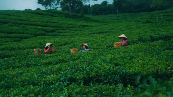 Группа Азиатских Женщин Утра Весело Собирает Чайные Листья Своими Друзьями — стоковое видео