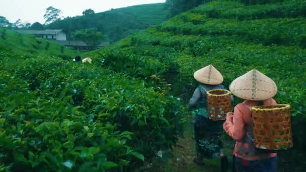 Groupe Cultivateurs Jardin Thé Marchaient Vers Maison Dans Les Montagnes — Video
