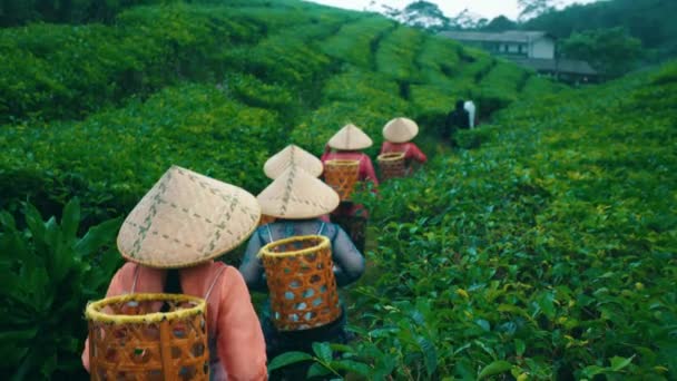 Skupina Farmářů Čajové Zahrady Šla Odpoledních Hodinách Domů Čajových Horách — Stock video