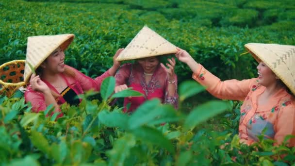 Grupo Fazendeiros Jardim Chá Que Escolhem Folhas Chá Conversar Com — Vídeo de Stock