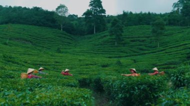 Geleneksel konik şapkalı (pelerinli) ve sepet taşıyan birkaç kadın çiftçinin geniş, statik bir görüntüsü. Geniş, teraslı yeşil çay çiftliği vadisinde taze yapraklar topluyorlar..