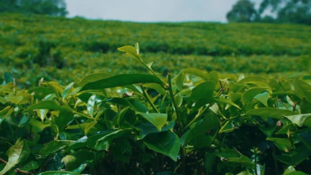 Tarasowy Ogród Herbaciany Pełen Zielonych Liści Czyste Niebo Górze Rano — Wideo stockowe