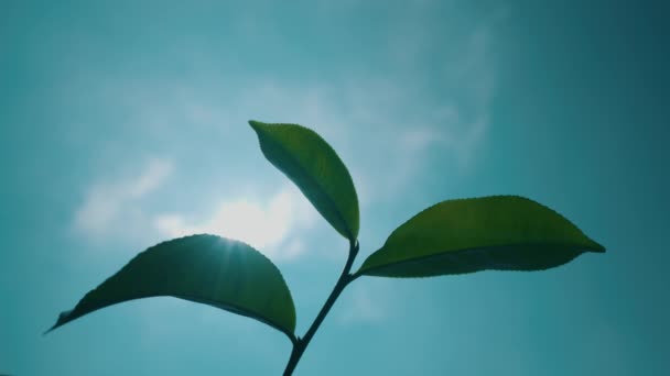 Uma Folha Chá Verde Fresco Prospera Com Céu Azul Sol — Vídeo de Stock