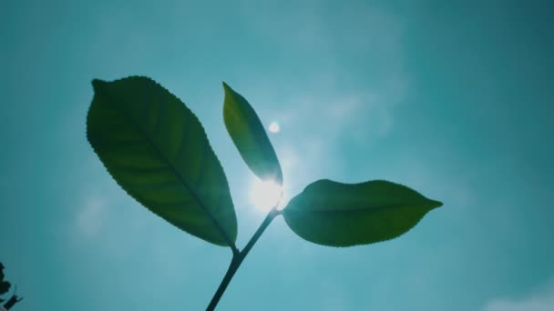 Fresh Green Tea Leaf Thrives Blue Sky Bright Sun Day — Stock Video