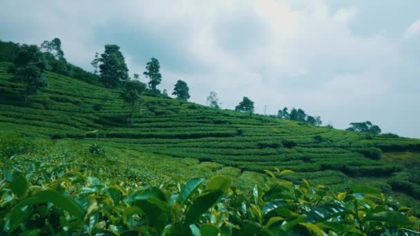 Landscape Green Expanse Tea Gardens Mountains Blue Sky Morning — Stock Video