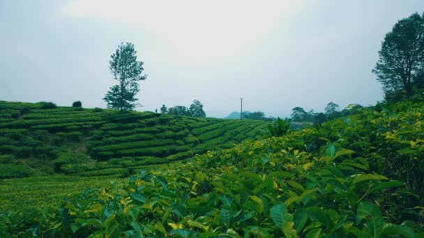Terraced Κήπο Τσάι Γεμάτο Πράσινα Φύλλα Και Έναν Καθαρό Ουρανό — Αρχείο Βίντεο