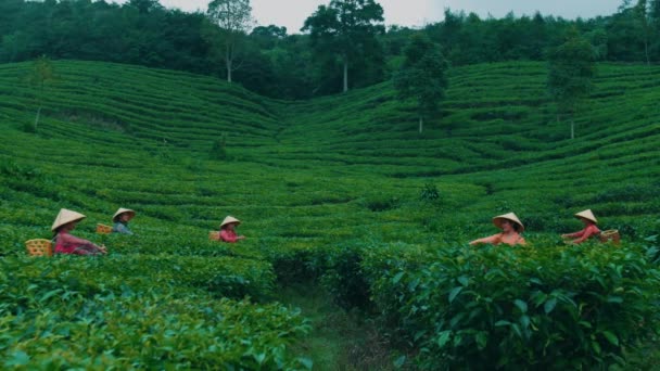 午前中に友人とチャットしながら紅茶の葉を拾う茶園農家のグループ — ストック動画