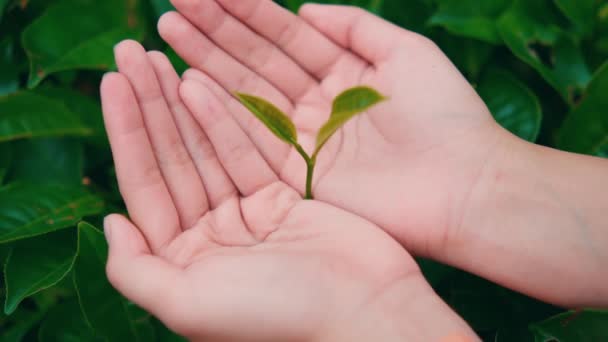 Dwie Ręce Trzymające Nasiona Liści Zielonej Herbaty Dłoniach Podczas Sadzenia — Wideo stockowe