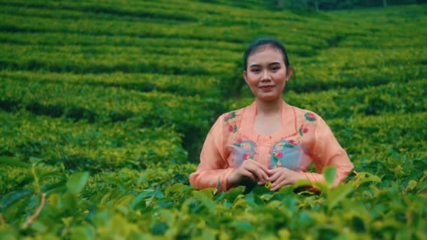 Kobieta Zbieranie Herbaty Bawi Się Środku Ogrodu Zielonej Herbaty Bardzo — Wideo stockowe
