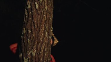 Asyalı bir kadın büyük bir ağacın kenarında kırmızı bir kostüm ve altın mücevherler giyer.