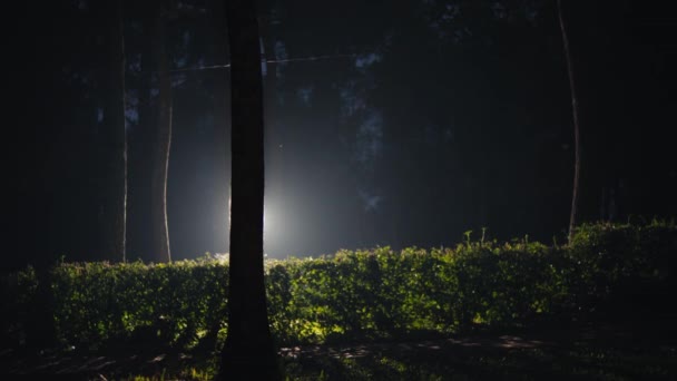Para Ucieka Szczęśliwie Lesie Jasnymi Światłami Nocy — Wideo stockowe